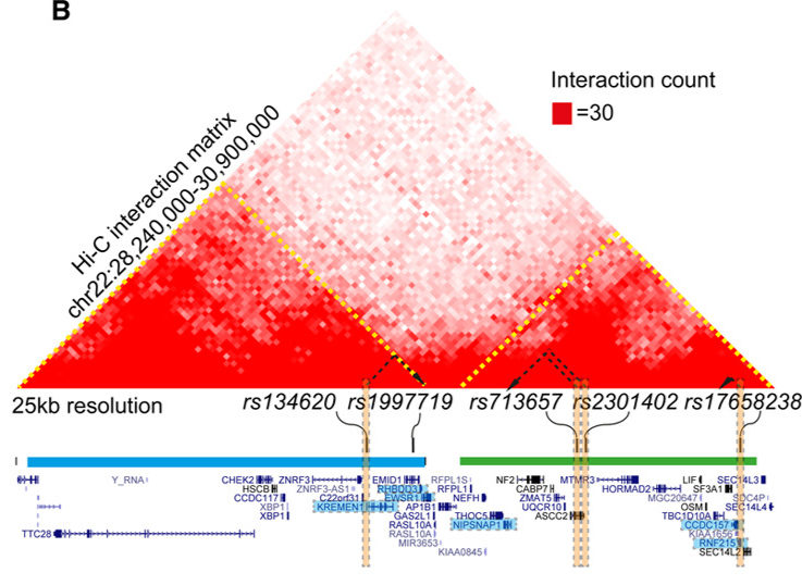 Genetic Variants — Hi-C interaction matrix