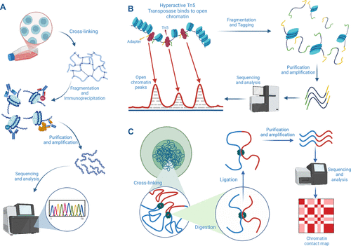 Epigenomics — ChIP-seq ATAC-seq Hi-C methods