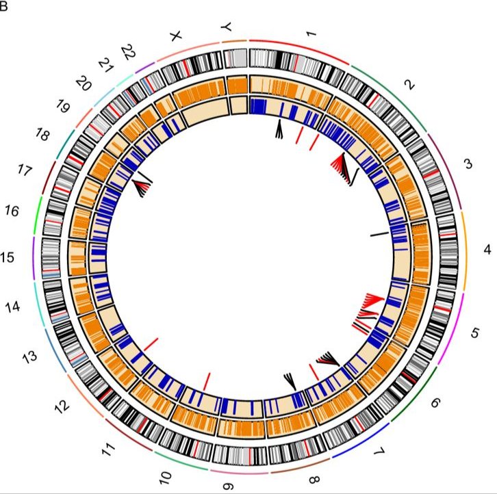 Epigenomics — MEF2A motif