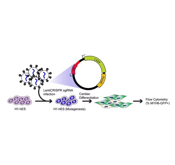Functional Screens — CRISPR diagram