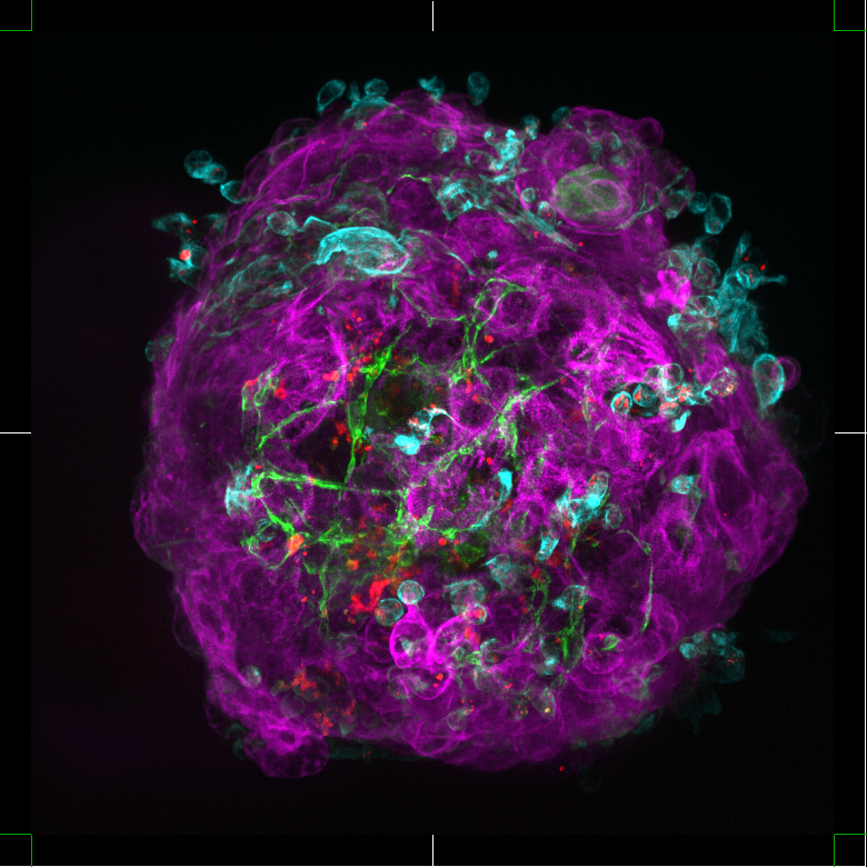 Stem Cells — fluorescent cell microscopy