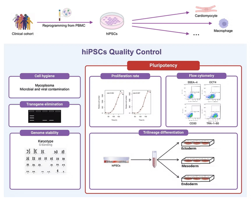 hiPSCs Quality Control — reprogramming from PBMC, pluripotency, trilineage differentiation